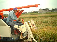 無農薬有機米の刈り取り収穫風景