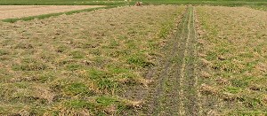 有機栽培米天日干しもち米「新大正」もち米の刈り倒し