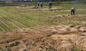 有機栽培米天日干しもち米「新大正」もち米の天日干し