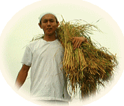 JAS認定の無農薬有機栽培で育てたお米です。