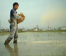 有機栽培田への米ぬか散布