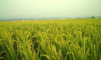 EM農法の米つくり