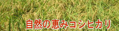 自然米コシヒカリ