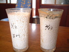 ＥＭ農法有機栽培で栽培した白米と慣行農法（通常の農薬、化学肥料を使用した農法）の米とを比較実験しました。<br />