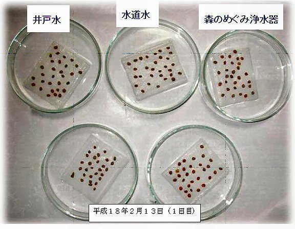 Em液体石けんと合成洗剤の環境に及ぼす影響の比較試験 かいわれ大根の発芽試験