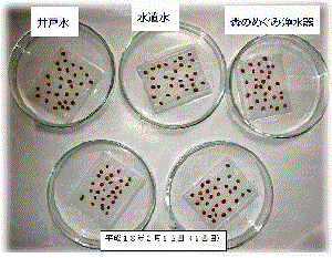 合成洗剤とＥＭ液体石鹸の比較試験1日目