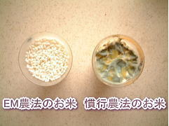 EN農法と慣行農法のお米実験