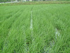 無農薬米が成長しています
