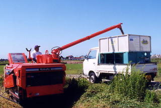 無農薬米、有機栽培米で栽培された有機栽培米も刈り取られもみとなって、もみ搬送機で作業場へ収納です。