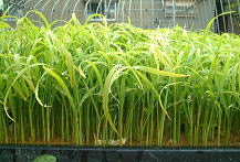 背も少し伸びて成長した無農薬有機米の苗