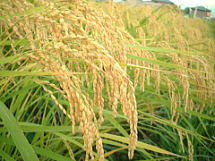 無農薬、有機栽培の稲も黄金色に実り収穫を待つばかりです。