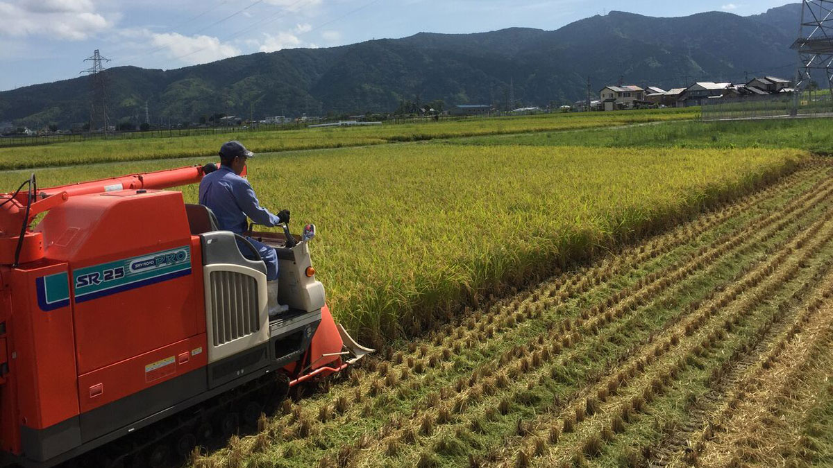 安全、安心の農薬、化学肥料大幅減栽培の特別栽培米のご案内