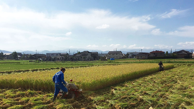 天日干し有機栽培米コシヒカリの刈り取り作業