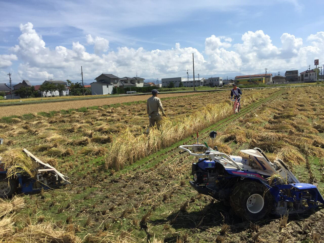 有機栽培米天日干しコシヒカリの刈り取り