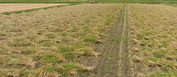 有機栽培米を刈り倒して天日に干します
