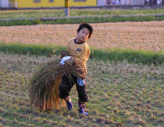 天日干し有機栽培米作業