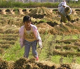 天日干し有機栽培米天日干し作業、僕も私もお手伝い