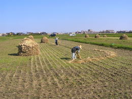 天日干し有機栽培米「天地の誉」の積み上げ作業1