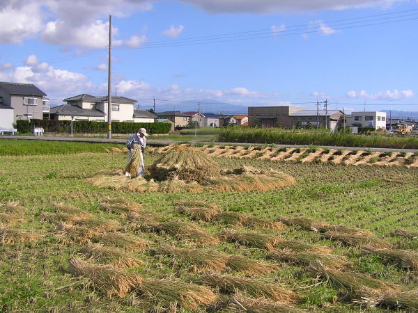 有機、無農薬栽培米天日干し