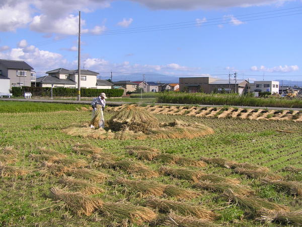 稲わらを販売します。無農薬、有機栽培稲わら、自然太陽光で乾燥の無