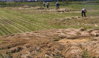 天日干し有機栽培米の天日干し作業2