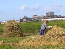 天日干し有機栽培米にゅう積み作業