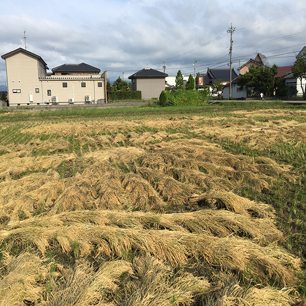 無農薬有機米の刈り取った稲は天日干に干します
