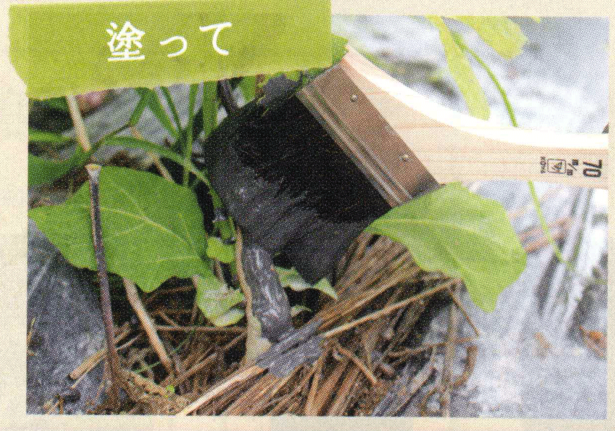 EMスーパーセラ発酵Cを塗って