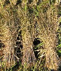 無農薬、有機栽培天日干し栽培米からとれた無農薬、有機栽培稲わら1kg