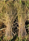 無農薬、有機栽培天日干し栽培米からとれた無農薬、有機栽培稲わら500g