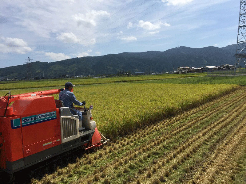 有機栽培米コシヒカリ新米「水の精」
