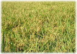 無農薬、有機栽培の稲も雑草にも負けずに実って色づいてきました。