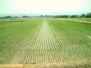 無農薬、有機栽培の田植え後２～３週間で紙マルチのおかげで雑草にも負けずに稲が生育してきました。