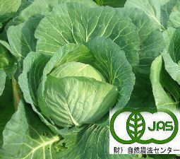 有機、無農薬キャベツ