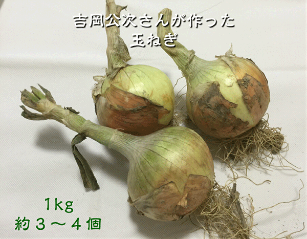 一般栽培玉ねぎ（国産 石川県産）