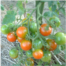 無農薬栽培のミニトマト