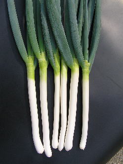 ねぎ