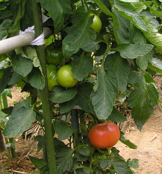 無農薬完熟トマト